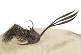 Trident Walliserops Trilobite - Exceptional Preparation #300601-1